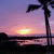 Silhouetted palm tree against purple-pink sunset sky with yellow sun over water, split into four showing slight variations in the scene