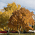Pixelated image of a tree with autumn-colored foliage against a light blue sky, showing yellow, orange, and brown leaves with a blurred background.