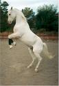Static image of a white horse rearing up in an outdoor arena with trees and sky in the background.