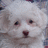 Pixelated close-up of a white animal face with dark eyes and nose, showing blurred fur texture against a light background.