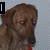 A brown dog with pink eyes and a red collar appears in four , showing text changes above or below the dog