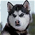 A 50x50 pixel buddy icon featuring a husky dog on the left and "SNOW DOGS" text logo on the right, displayed as a static contact sheet with two frames sampled from an animation.