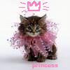 A pixelated kitten wearing a pink ruffled collar with a pink crown symbol above its head on a white background.
