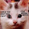 A close-up of a kitten's face with pixelated text overlays reading 'COULD YOU HURT THIS FACE?' and 'STOP ANIMAL ABUSE.'