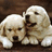 Two light-colored dogs with fluffy fur sit side-by-side against a dark brown background, one facing forward and the other turned slightly right.