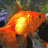 six distinct pixelated images: a goldfish, a cat, dogs, an astronaut bear, a piggy bank, and text reading 'I am Random' with colorful letters
