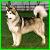 Pixelated static image of a dog with light brown and white fur standing on grass, bordered by green frame.