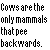 Static pixelated text image with black letters on white background stating a fact about cows peeing backwards.