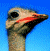 Pixelated image of an ostrich head and neck against a blue sky, with green text reading 'Original Icons .com' on the right side.