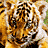 Tiger head close-up with orange and white fur, black stripes, yellow eyes; text labels 'Sangha', 'Kumal', 'Two Brothers' on dark background.