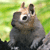 Pixelated image of a small animal with large eyes and upright ears against a green background.