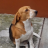 Pixelated image of a dog with brown and white fur standing on a textured surface against a solid brown background.