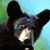 A black bear with a light brown snout appears in three distinct : top-left, top-right, and bottom-left, while the bottom-right displays text