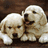 Two light-colored puppies lie close together on a brown surface, with cyan text reading "My BFFs" and "u know who u r" in pixelated font.