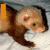 A ferret lies on a white surface with gray background, text changes across frames from 'I AM Jerre' to 'THE Ferret squeek'.
