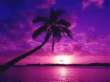 Silhouetted palm tree against a vibrant purple and pink sunset sky with water reflection.