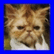 Animated sequence showing a cat's face transitioning from color to grayscale, with visible pixelation and motion blur effects.