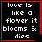 Four identical black square with red borders display white pixelated text reading "love is like a flower it blooms & dies"; two include small red symbols