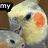 A pixelated bird with orange cheek patches and gray wings appears in four , each showing different text overlays
