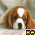 A pixelated dog with brown and white fur appears in a , partially obscured by text overlays