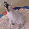 A light-colored cat with a dark patch on its head sits on a patterned fabric surface, facing left with ears perked and eyes partially closed.