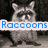 Four- of raccoon images with text overlays: blue 'Raccoons', red 'Are', green 'Crazy' on top-left, top-right, and bottom-left respectively
