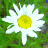 A static pixelated image of a white daisy with yellow center on green background, next to green text reading 'Original Icons .com' in stylized font.