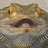 A pixelated close-up of a bearded dragon's face on the left, with green background and black text reading 'Doggit the Bearded Dragon' on the right.