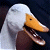 A pixelated contact sheet showing two frames of an animated duck icon with a green text logo on the right side.