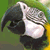 A pixelated bird with dark wings and a white body perched on a branch against a green and yellow background.