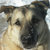 Pixelated close-up of a dog's face with light tan and dark brown fur, black nose, and dark eyes, set against a blurred light background.