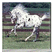 Animated white horse galloping on grassy field with blurred background, next to red square with blue text "Go Polka Dot".