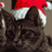 A pixelated cat wearing a red and white Santa hat, with dark fur and visible eyes against a neutral background.