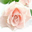 A pixelated rose image with pink text overlays on a light pink background, displaying multiple text phrases in a