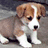Pixelated puppy with brown and white fur stands on gray ground beside bright green background displaying blue text.