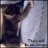 A small dark-furred cat reaches upward toward light blue denim fabric, with text below reading 'There will be no escape' in black font.