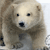 Animals icons for AIM, MSN, MySpace and Yahoo