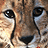 Cheetah face with black tear stripes, brown and tan fur patterned with spots, two distinct red marks on the lower jaw area.
