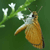 A pixelated insect with brown and white coloring perched on green foliage with white flowers against a dark green background.