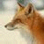 Static 50x50 pixel icon showing a close-up of a fox's head in profile with blurred background, rendered in low-resolution pixel art style.