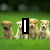 Four dogs sit on green grass with blurred trees in the background; text appears sequentially as 'I', 'Love', 'Dogs!' in bold white letters with black outlines.