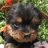 Pixelated dog image with green text on bright pink background, text reads 'how can you say no to this?'
