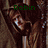 A pixelated image shows a person with dark hair and brown clothing, overlaid with green text reading 'Robin' against a dark background.