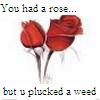 Two red roses with dark stems on a white background, accompanied by text reading 'You had a rose...' above and 'but u plucked a weed' below.