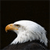 Animals icons for AIM, MSN, MySpace and Yahoo
