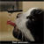Animals icons for AIM, MSN, MySpace and Yahoo