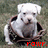 A white dog sits in a brown basket on grass, with red text 'YOW!' below it.