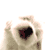 Animals icons for AIM, MSN, MySpace and Yahoo