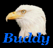 Animated contact sheet of a bald eagle's head in various poses with blue "Buddy" text below each frame on black background.