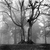 Black-and-white pixelated image of a stylized tree with multiple branches against a gradient background.